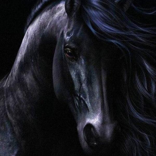 Fine Black Horse - DIY Diamond  Painting