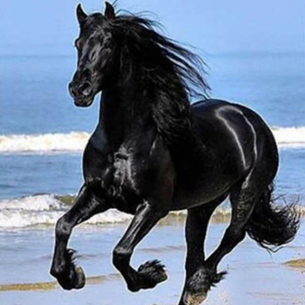 Black Horse in the Seashore - DIY Diamond Painting