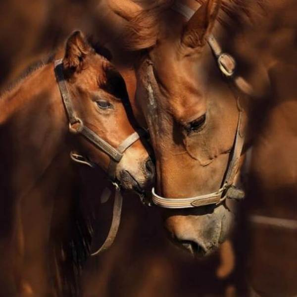 Mother and Daughter Horse - DIY Diamond Painting