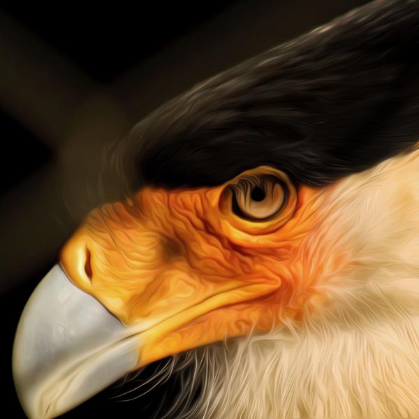 Bald Eagle - DIY Diamond Painting