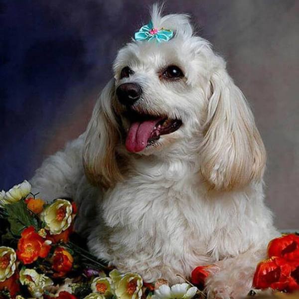 White little Dog- DIY Diamond  Painting