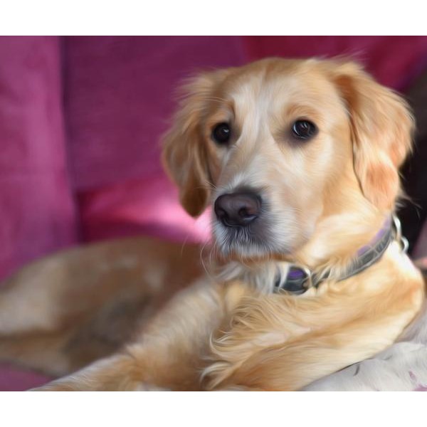 Golden Retriever Chilling Pose - DIY Diamond Painting