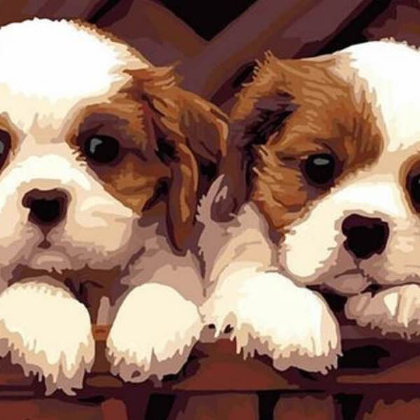 Spaniel puppies - DIY Diamond  Painting