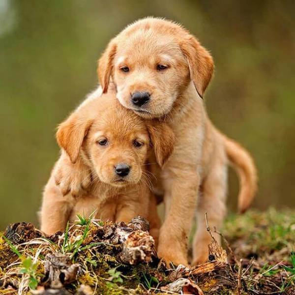 Two Puppies - DIY Diamond  Painting