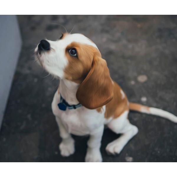 Cute Little Beagle - DIY Diamond Painting