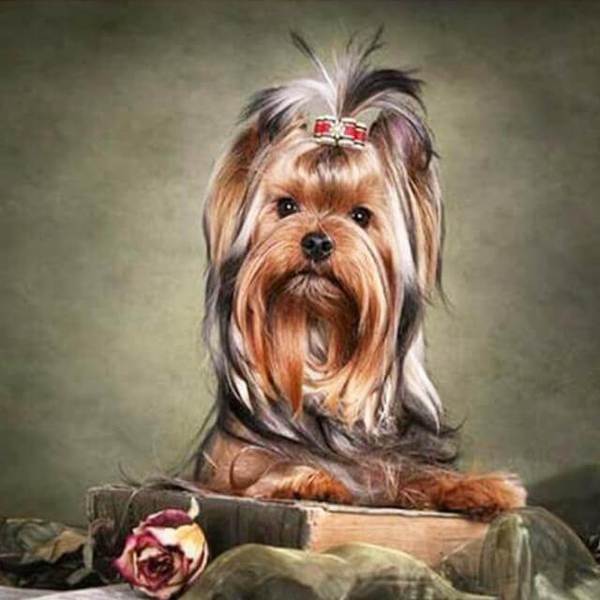 Dog Photography - DIY Diamond  Painting