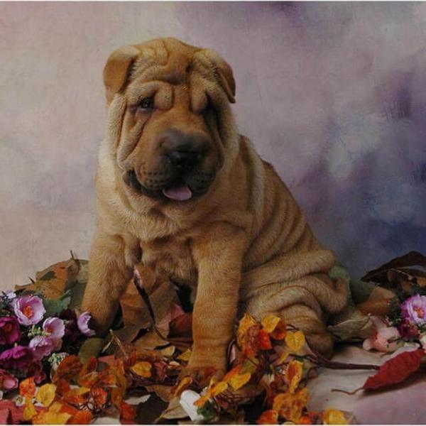 Dog - DIY Diamond  Painting