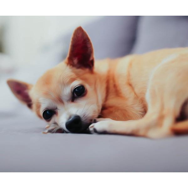 Sleepy Chihuahua - DIY Diamond Painting