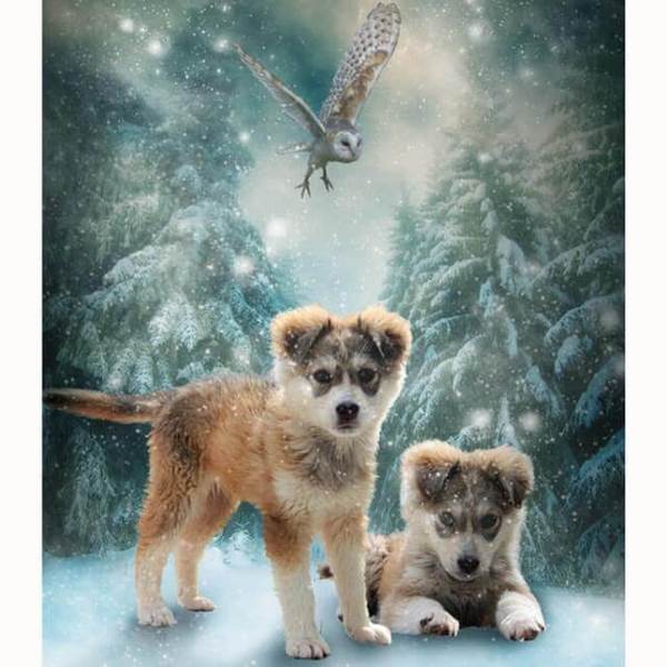 Dogs in the Snow- DIY Diamond  Painting