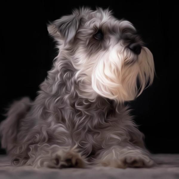 Cute Little Schnauzer - DIY Diamond Painting