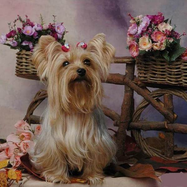 Cute dog with flowers - DIY Diamond  Painting