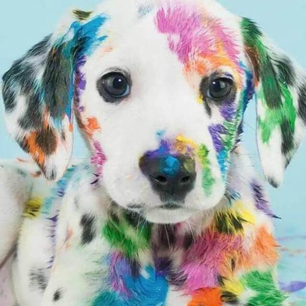 Colourful  Dog  - DIY Diamond  Painting