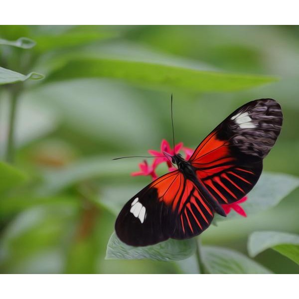 Fierce Butterfly - DIY Diamond Painting