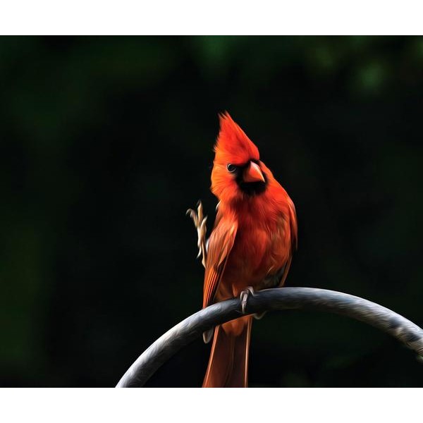 Red Cardinal Bird - DIY Diamond Painting