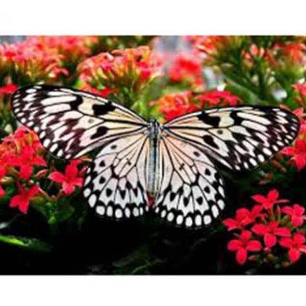 Butterfly on a flower - DIY Diamond Painting