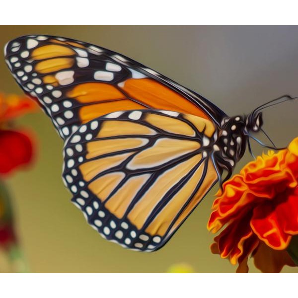 Orange Butterfly - DIY Diamond Painting