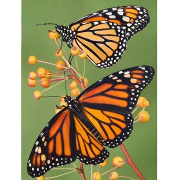 Two Butterflies - DIY Diamond  Painting