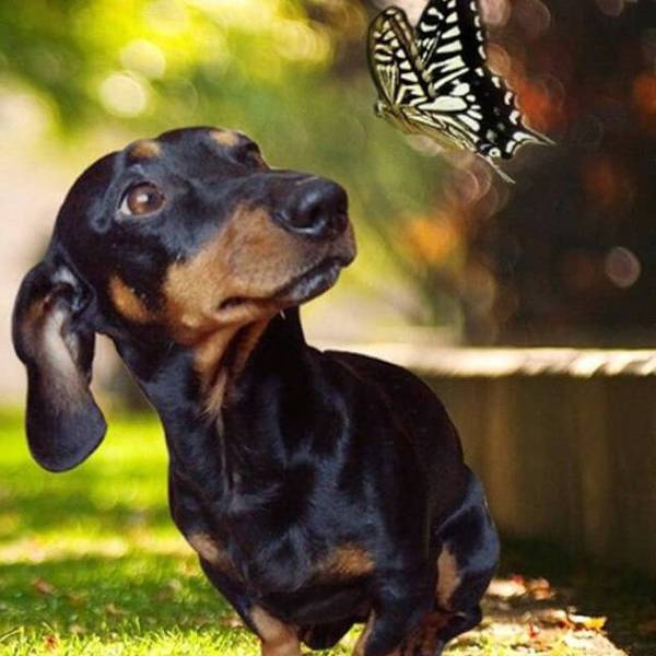 Dog and Butterfly - DIY Diamond Painting
