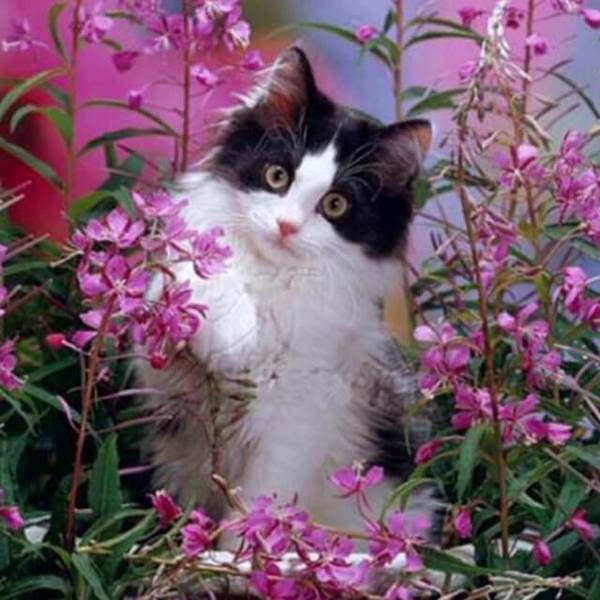 Cat in the Flowers - DIY Diamond Painting