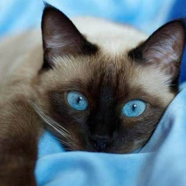 Resting Cat - DIY Diamond Painting