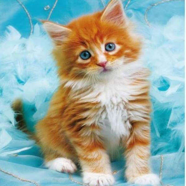 Sweet Kitten - DIY Diamond Painting