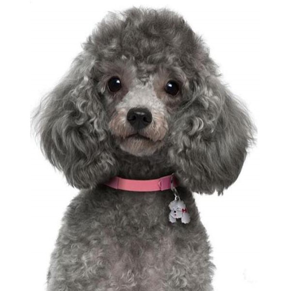 Poodle Puppy - DIY Diamond Painting