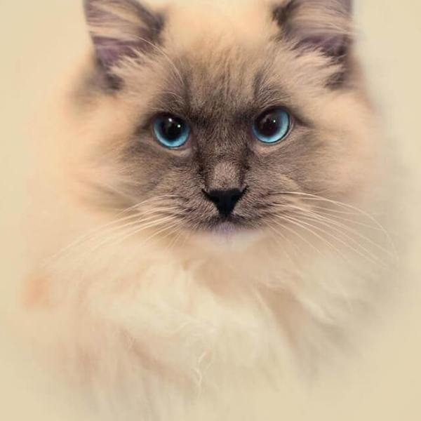 Soft cat - DIY Diamond Painting