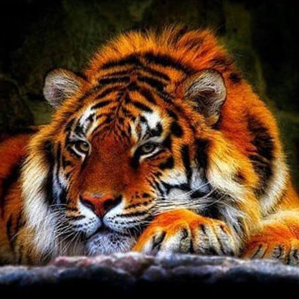 Resting Tiger - DIY Diamond Painting