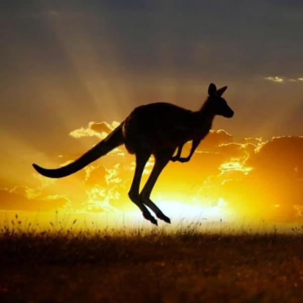 Kangaroo in Sunset - DIY Diamond Painting