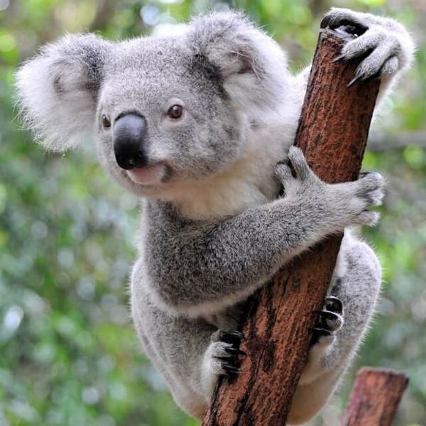 Koala - DIY Diamond Painting